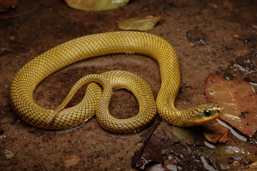 Yellow-bellied Liophis, Erythrolamprus poecilogyrus