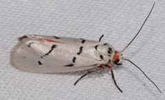 Enaemia atrolinea