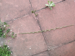Lolium perenne