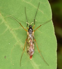 Leptomorphus nebulosus