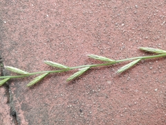 Lolium perenne