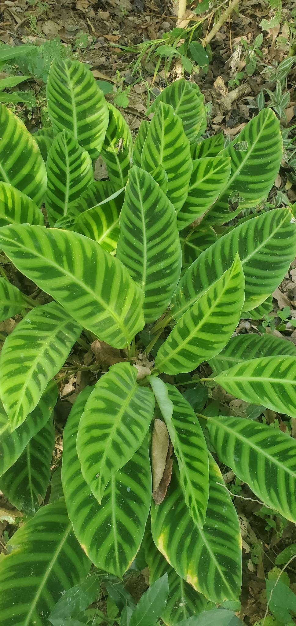 Imagem de Maranta, Sassará