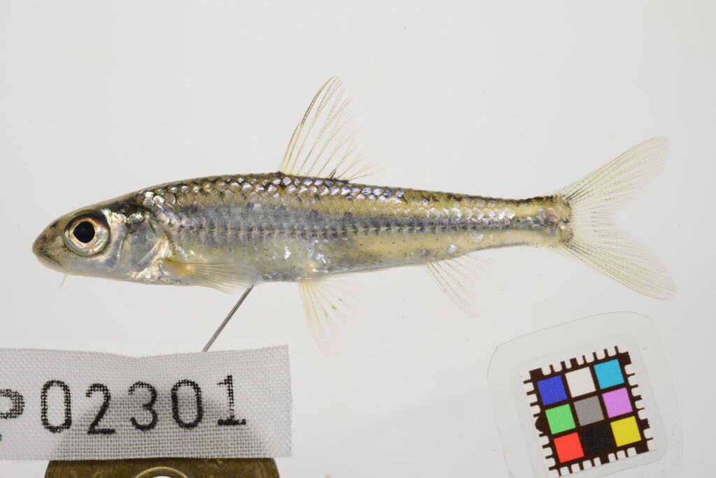 Squalidus