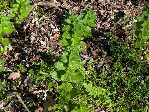 iNaturalist observation photo of Dwarf Nettle