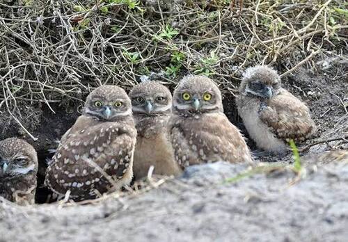 View observation of {o.common_name} on iNaturalist