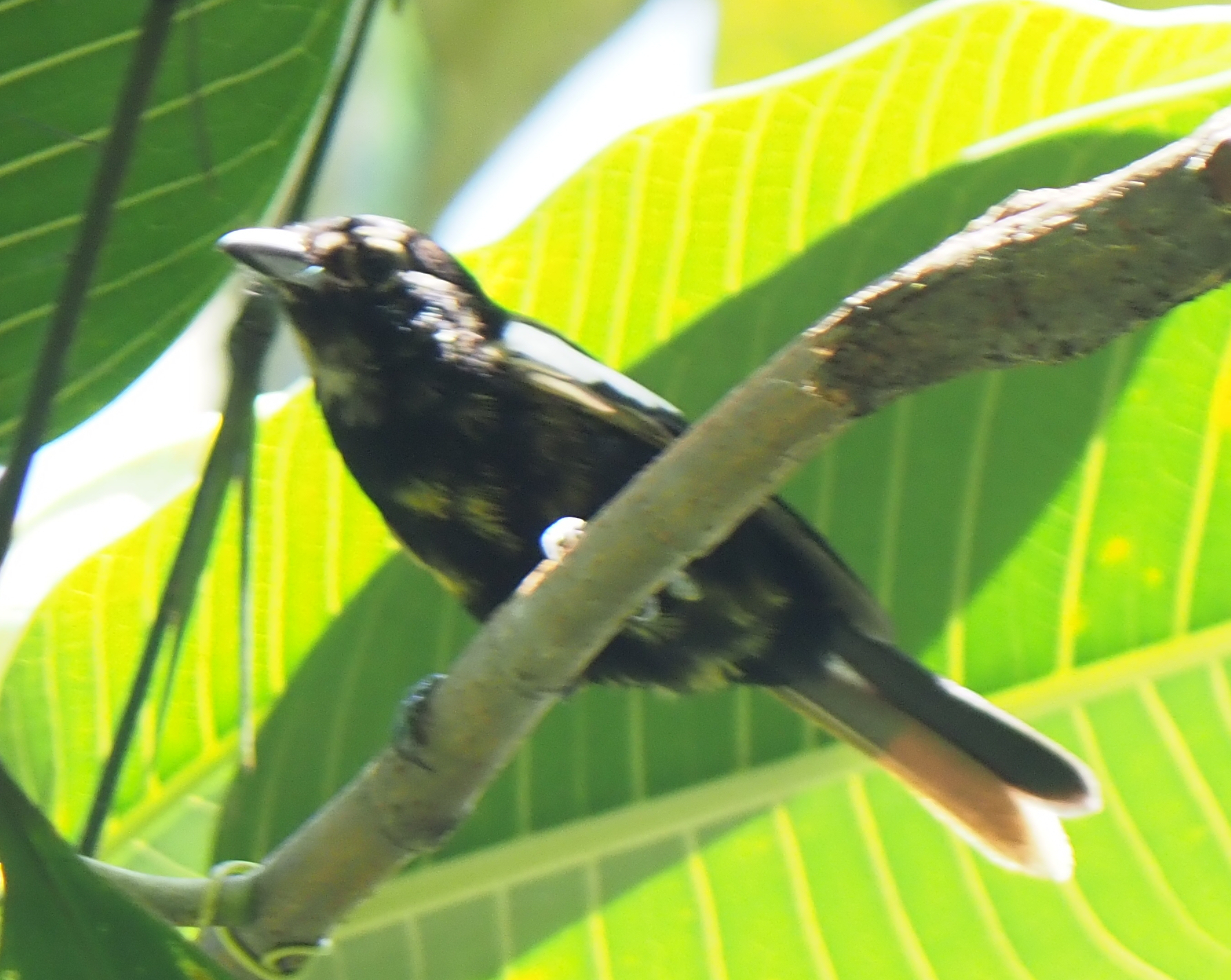 White-shouldered Tanager (Loriotus luctuosus), photo 4