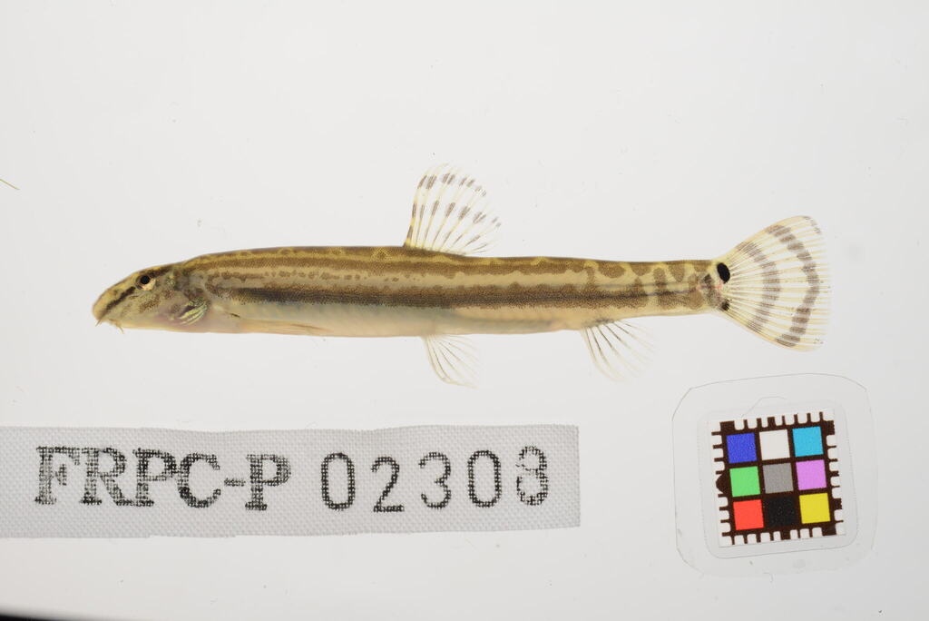 Gestreepte modderkruiper (Cobitis striata) — Cobitidae