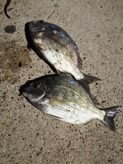 Archosargus rhomboidalis