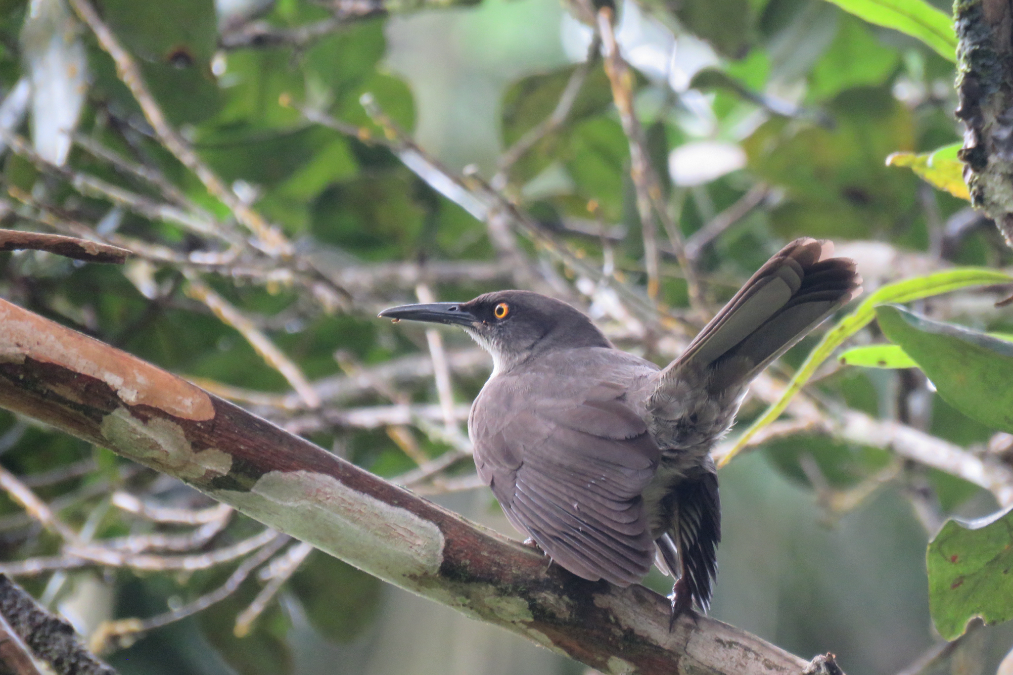 Grey Trembler (Cinclocerthia gutturalis), photo 4