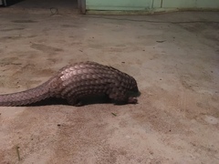 Phataginus tricuspis