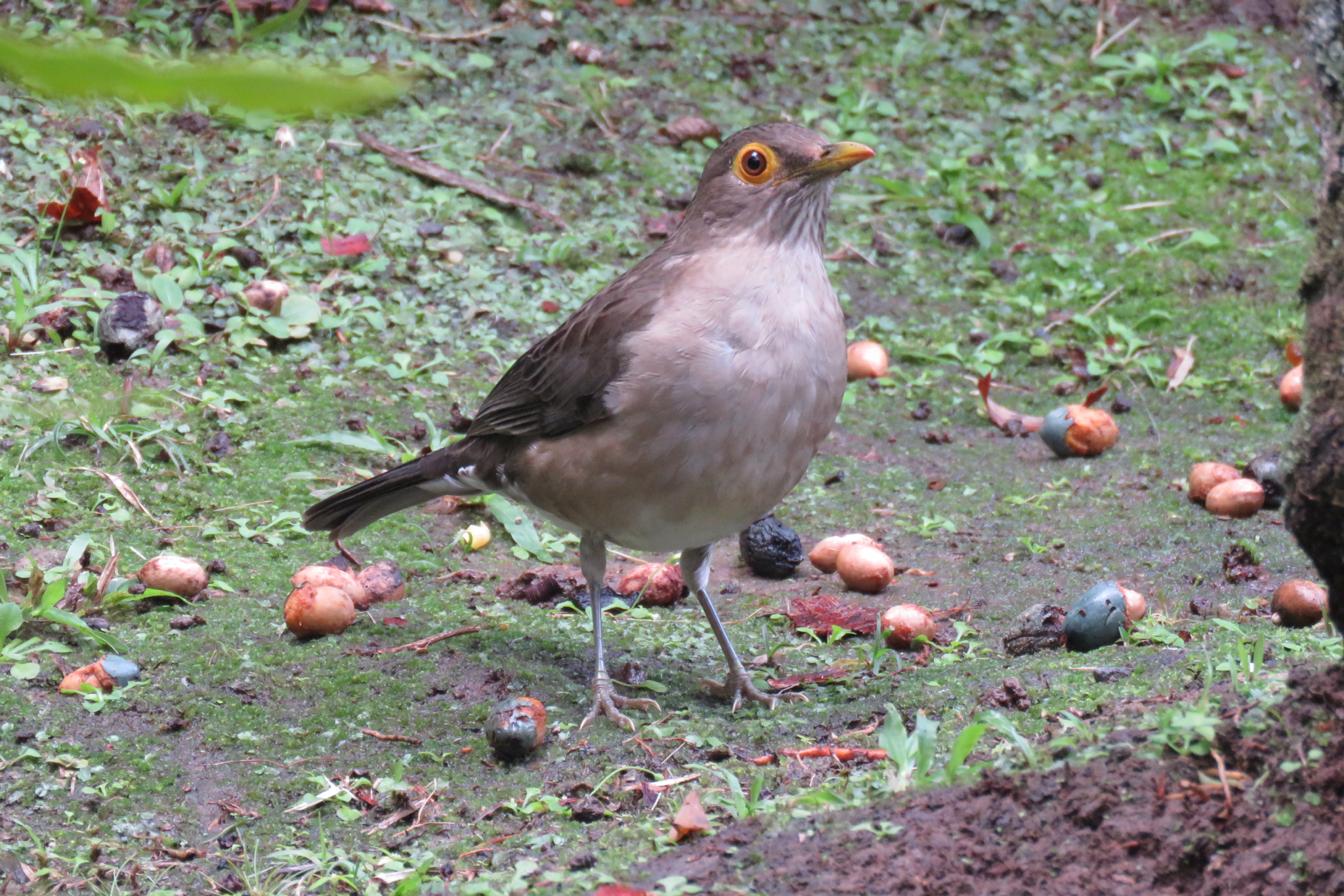 Spectacled Thrush (Turdus nudigenis), photo 2