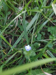 Veronica persica