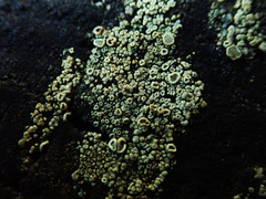 Lecanora varia