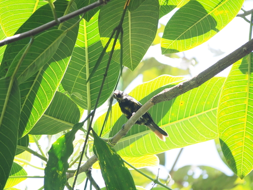 White-shouldered Tanager (Loriotus luctuosus), photo 3