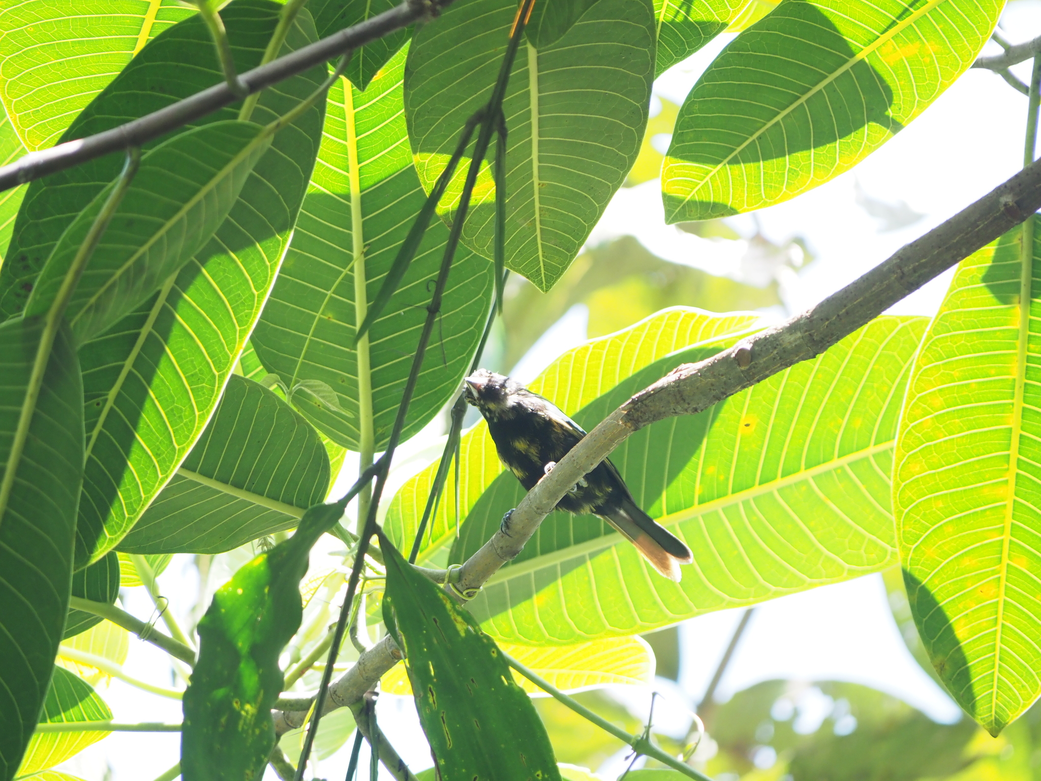 White-shouldered Tanager (Loriotus luctuosus), photo 3