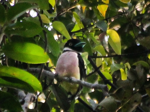 Eurylaimus ochromalus