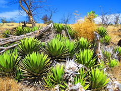 Agave triangularis