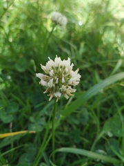 Trifolium repens