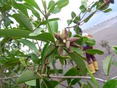 Avicennia germinans