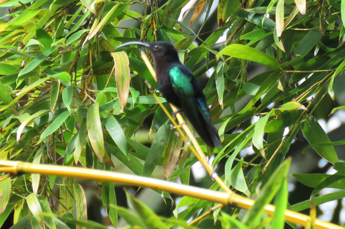 Purple-throated Carib (Eulampis jugularis)