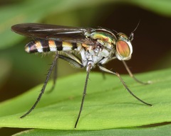 Plagioneurus univittatus
