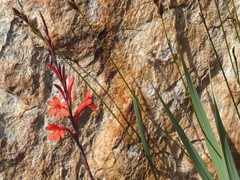 Watsonia stokoei