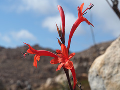 Watsonia stokoei