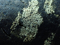 Lecanora varia