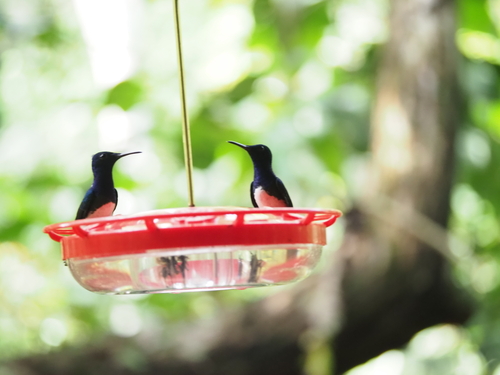 White-necked Jacobin (Florisuga mellivora), photo 4