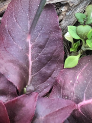 Iresine diffusa herbstii