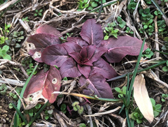 Iresine diffusa herbstii