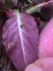 Iresine diffusa herbstii