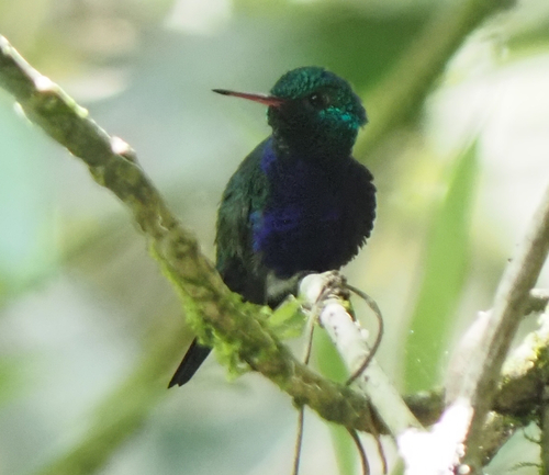 Violet-bellied Hummingbird (Chlorestes julie)
