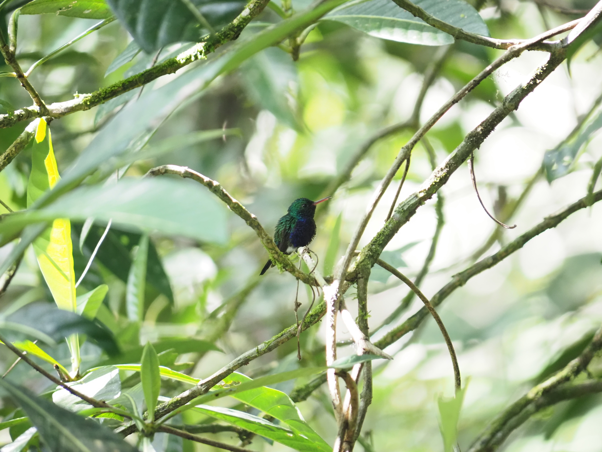 Violet-bellied Hummingbird (Chlorestes julie), photo 2