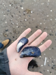 Mytilus edulis