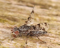 Pseudotephritis corticalis