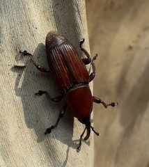Odoiporus longicollis