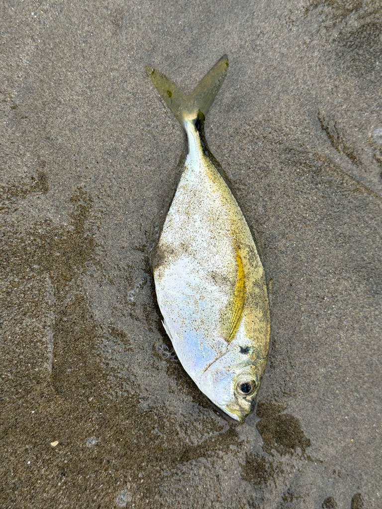 Pacifische bochelmakreel (Chloroscombrus orqueta) — Carangidae