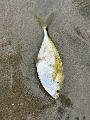 Bumper (Chloroscombrus orqueta) — Carangidae