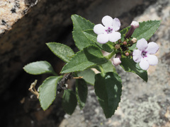 Teedia