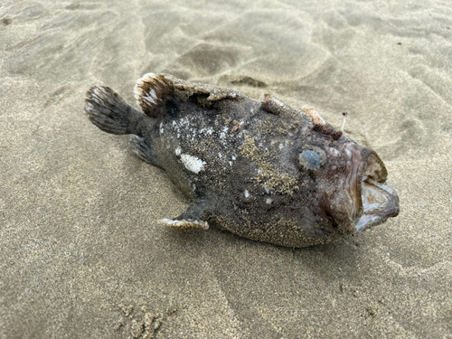 Roughbar frogfish (Fowlerichthys avalonis) — Antennariidae
