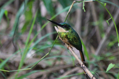Rufous-Tailed Jacamar photo 3
