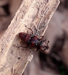 Odoiporus longicollis