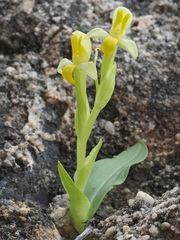 Disa comosa