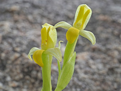 Disa comosa