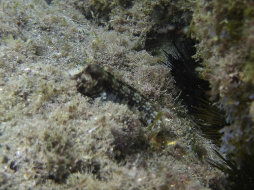Sal blenny (Parablennius salensis) — Blenniidae — 3