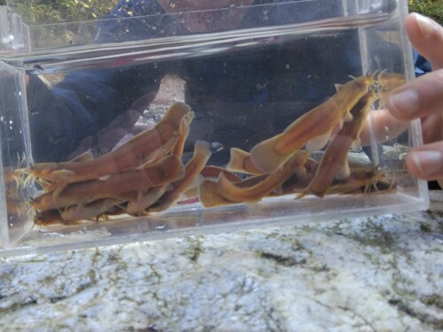 Japanese torrent catfish (Liobagrus reinii) — Amblycipitidae