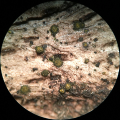 Berkleasmium conglobatum