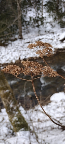 Sevenbark