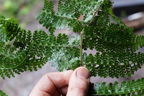 Dennstaedtia cornuta, 2026-01-15